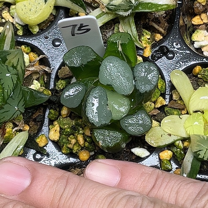 75欧大宝万象锦脱土发货