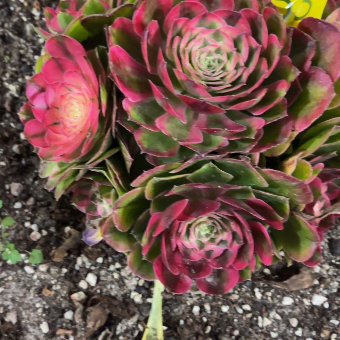 哈哈多肉葡萄海棠353