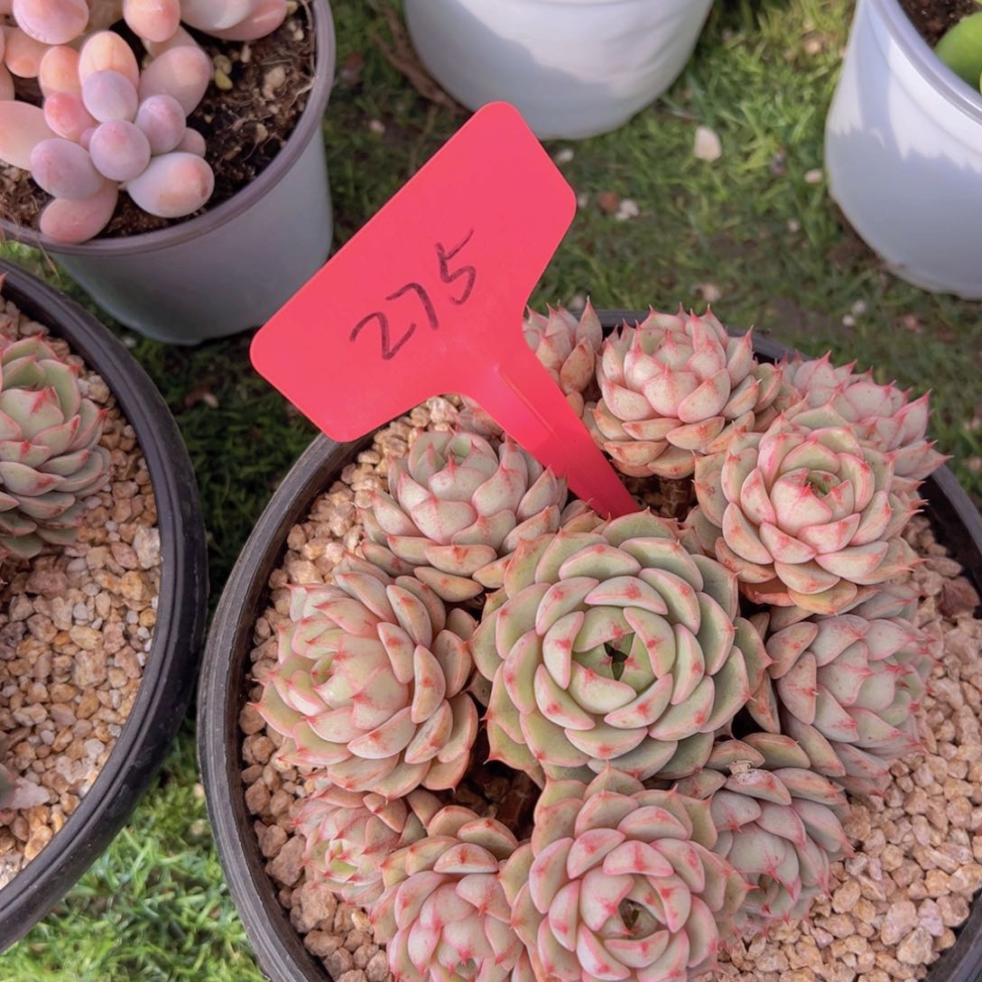 Y**r香玉的故事是一个人的故事