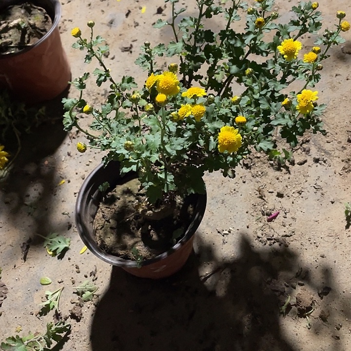 敬***哥完全开放35菊花菊花菊花