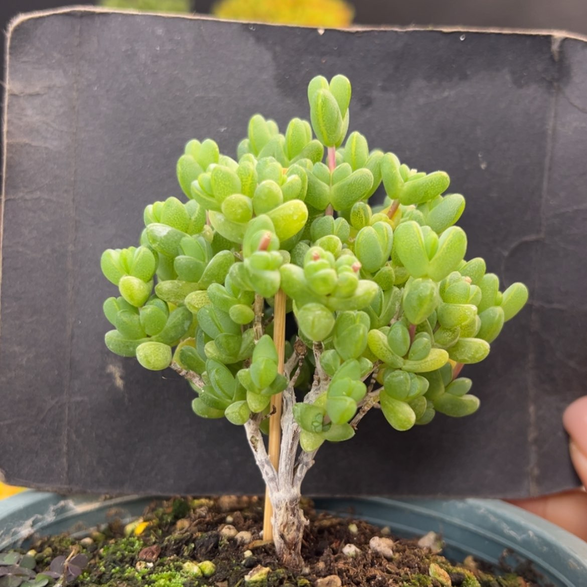 【闪购商品】dy6502粗腿元宝冠幅7cm