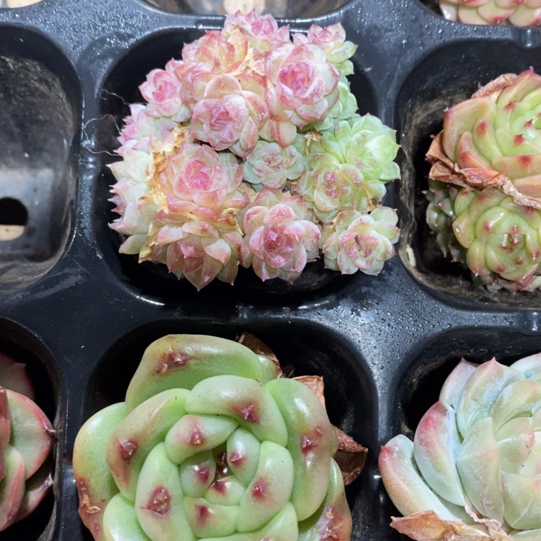 精品多肉一物一拍不包整32