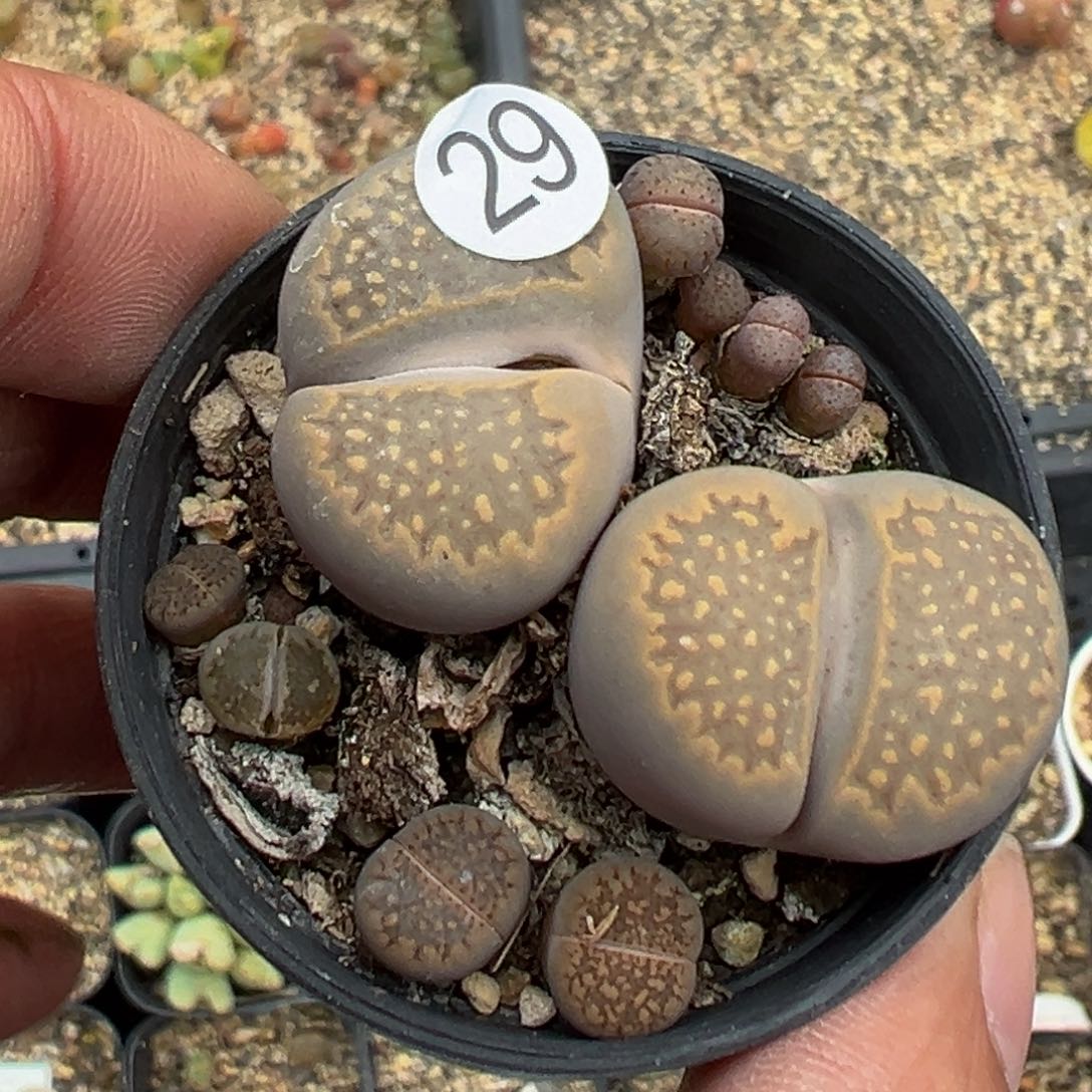 多肉植物111111111111111