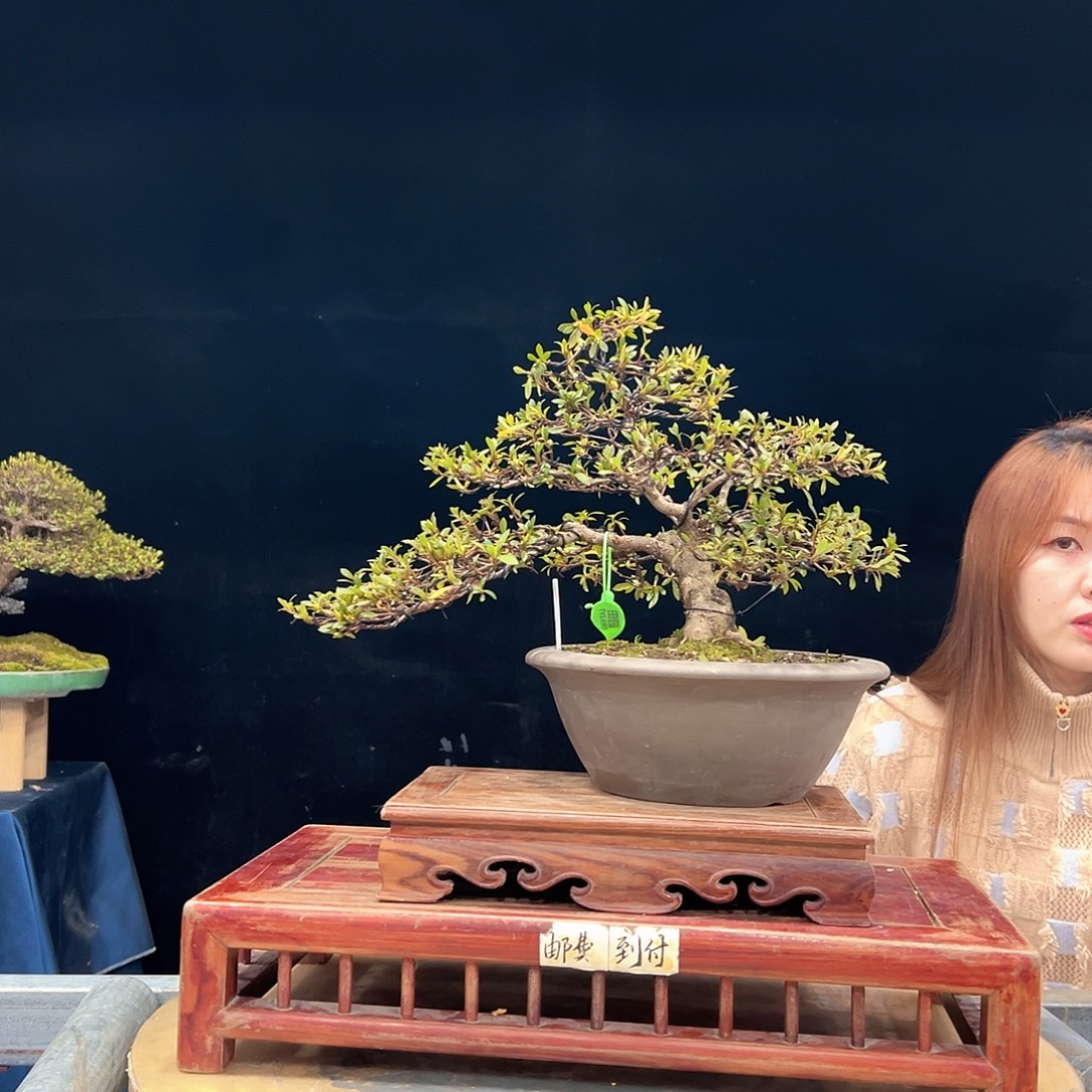 安***无花朵杜鹃花的诗作是一种