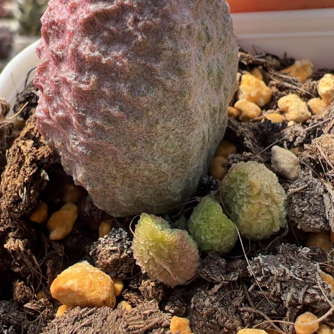 实生新品多肉植物水泡