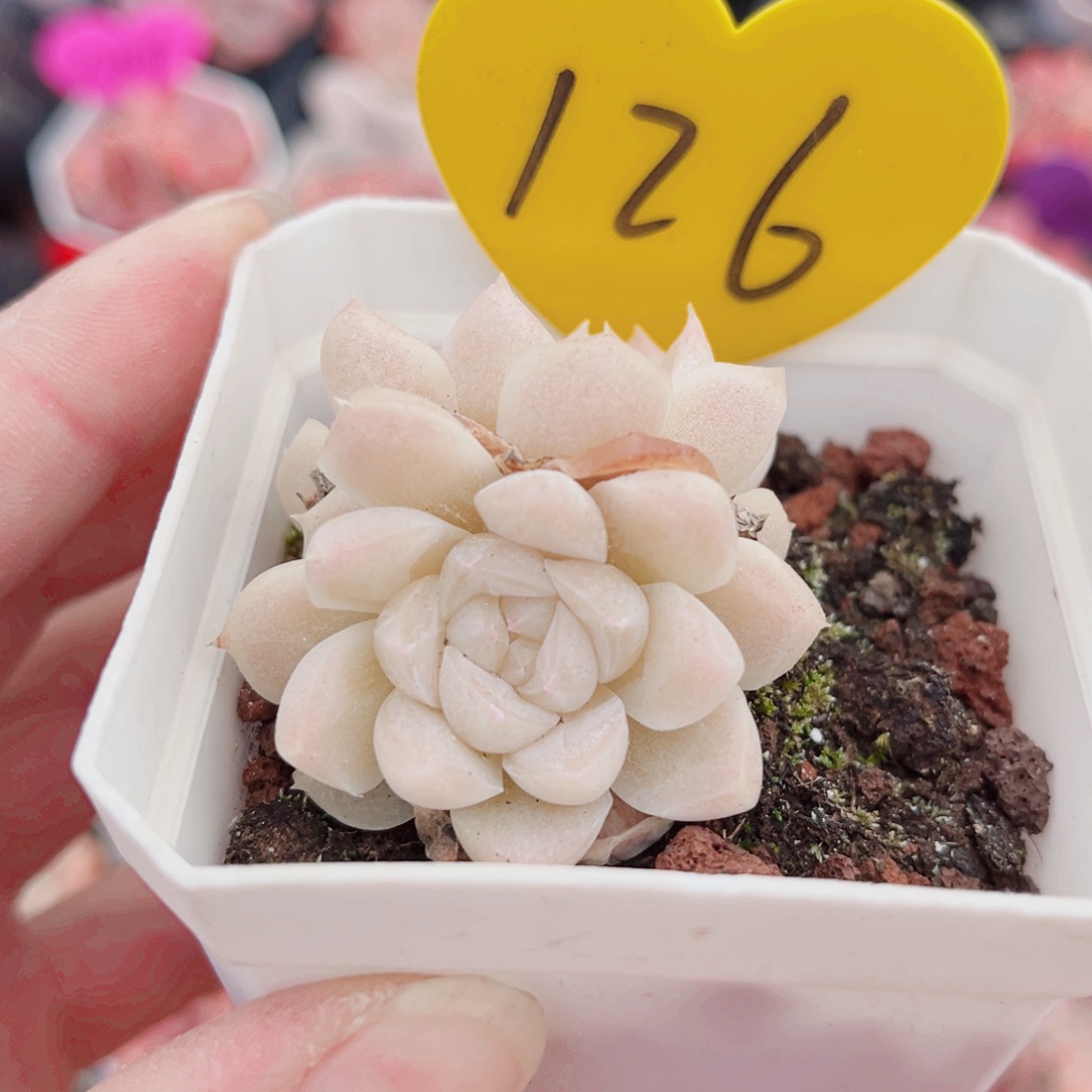 126号小老桩奶油玫瑰双头