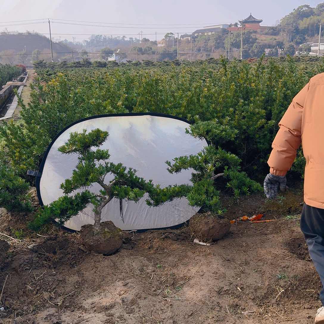 罗汉松盆景艺术用****6