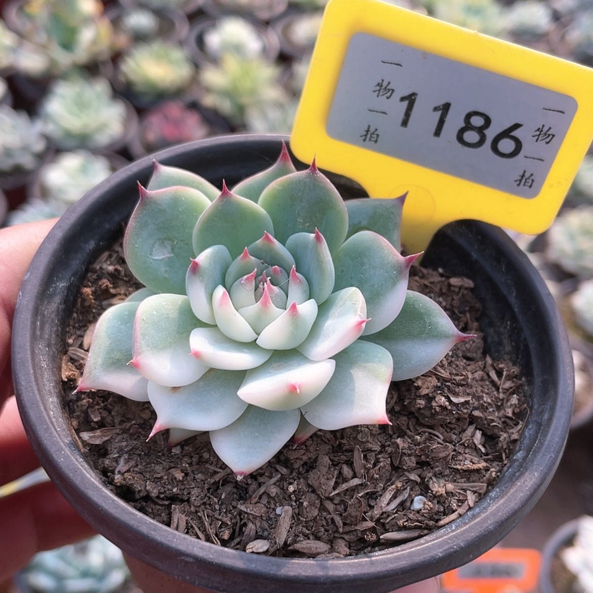 【闪购商品】无花朵1186