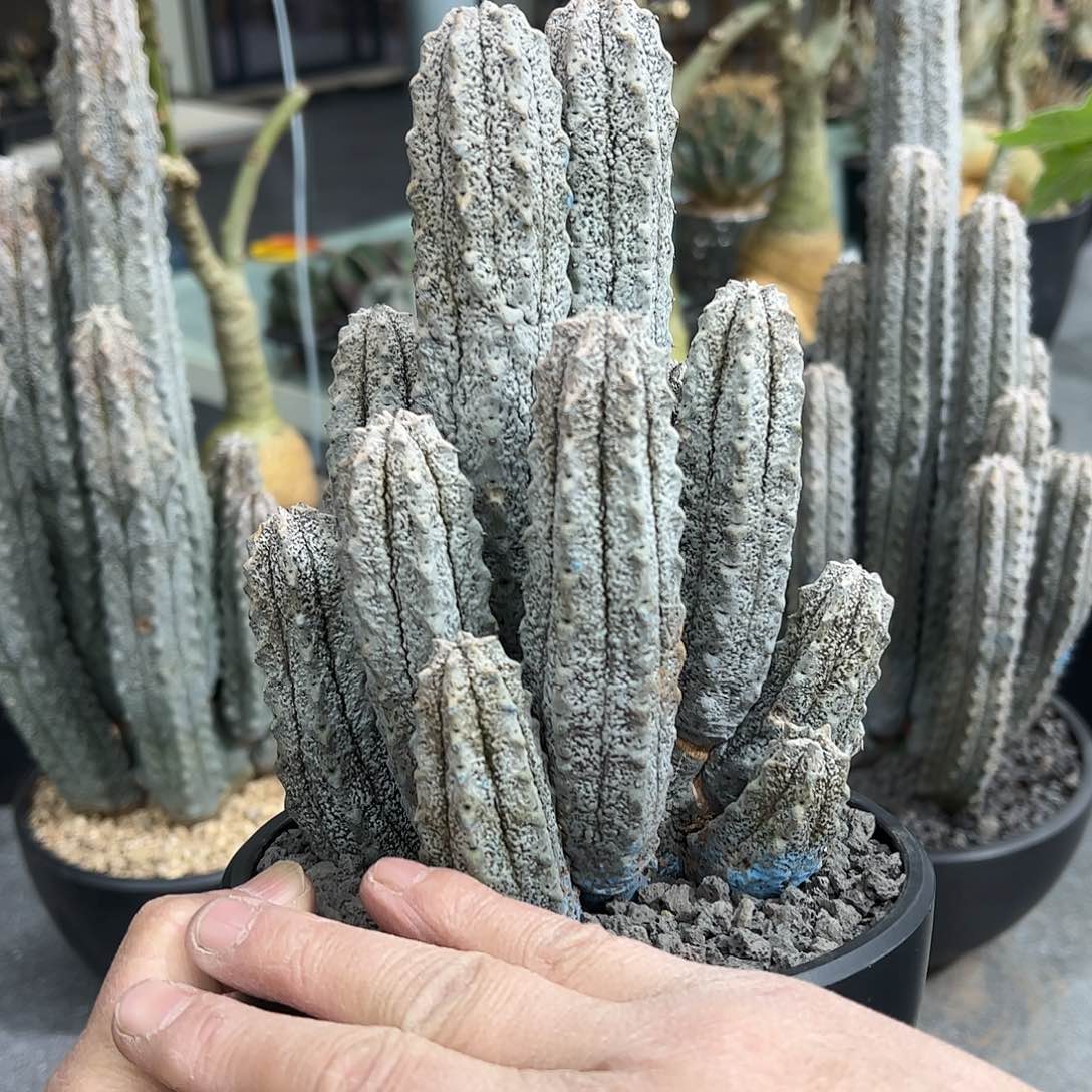 王*雅迪麒麟6668888