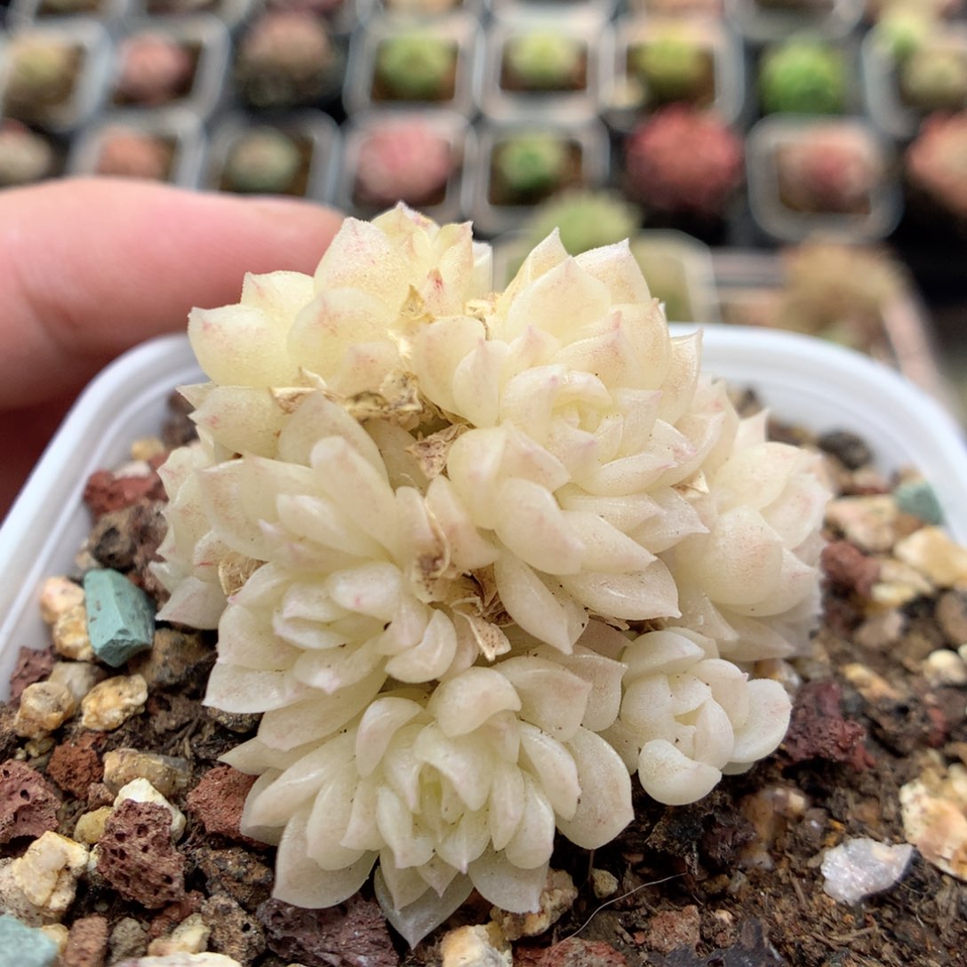 C61，柿子多肉20包邮两天凑单