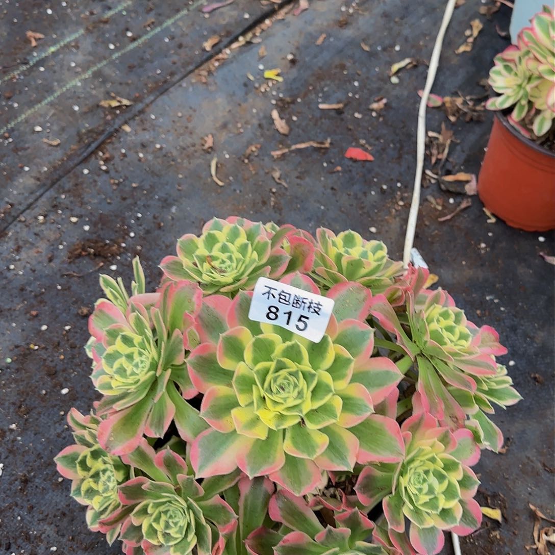 815多肉法师锦111