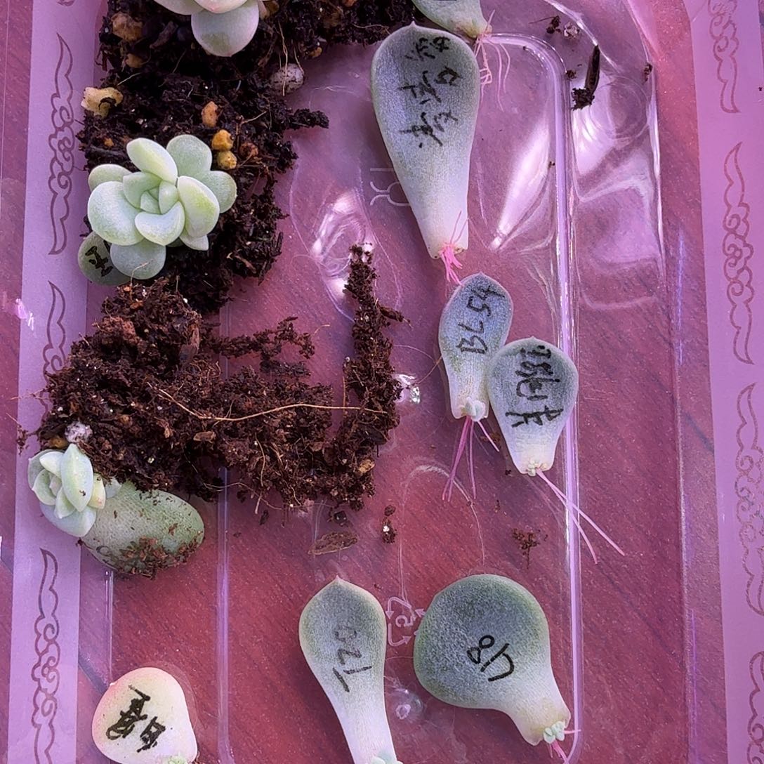 多肉植物叶片组合一物一拍