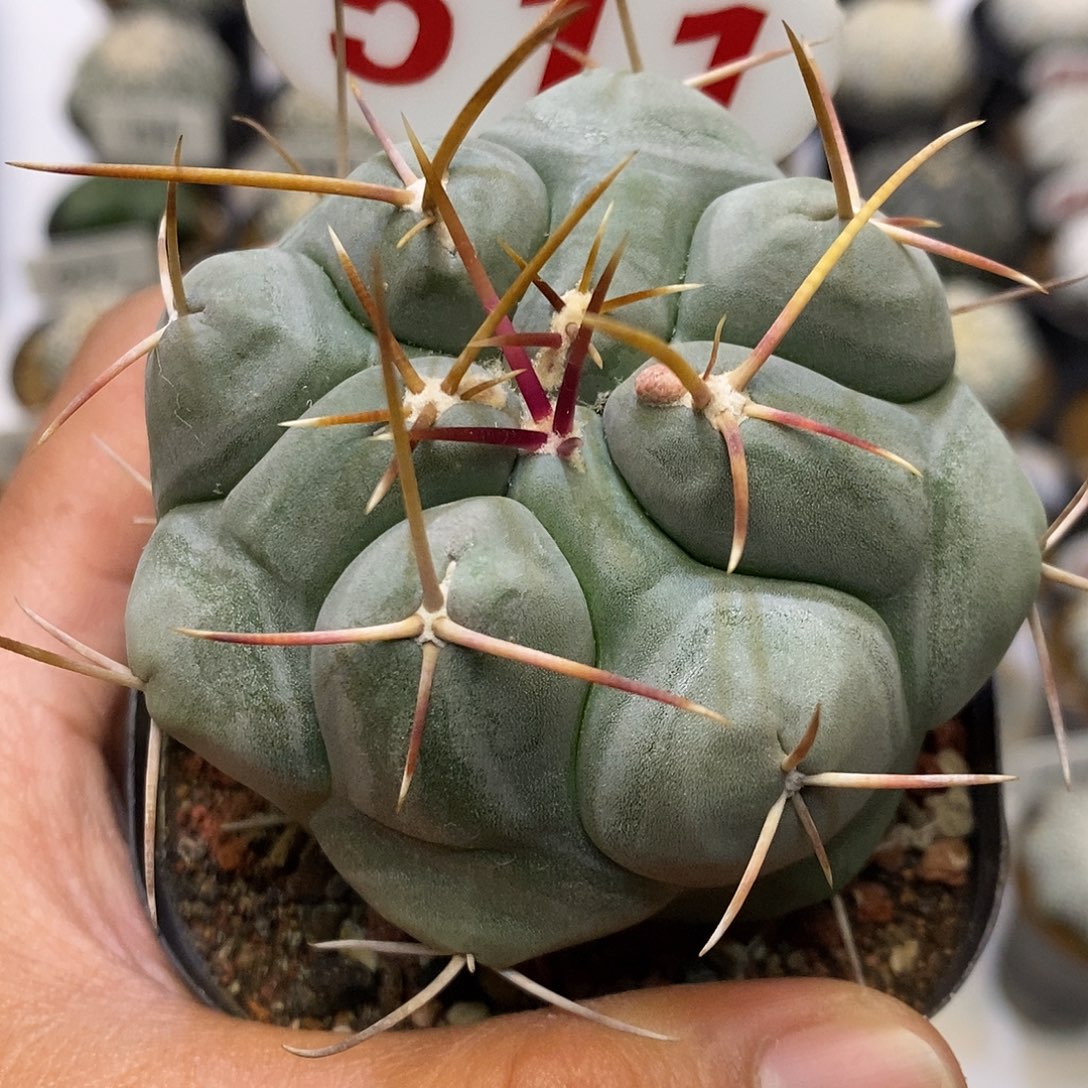 511特价路特价来了我也