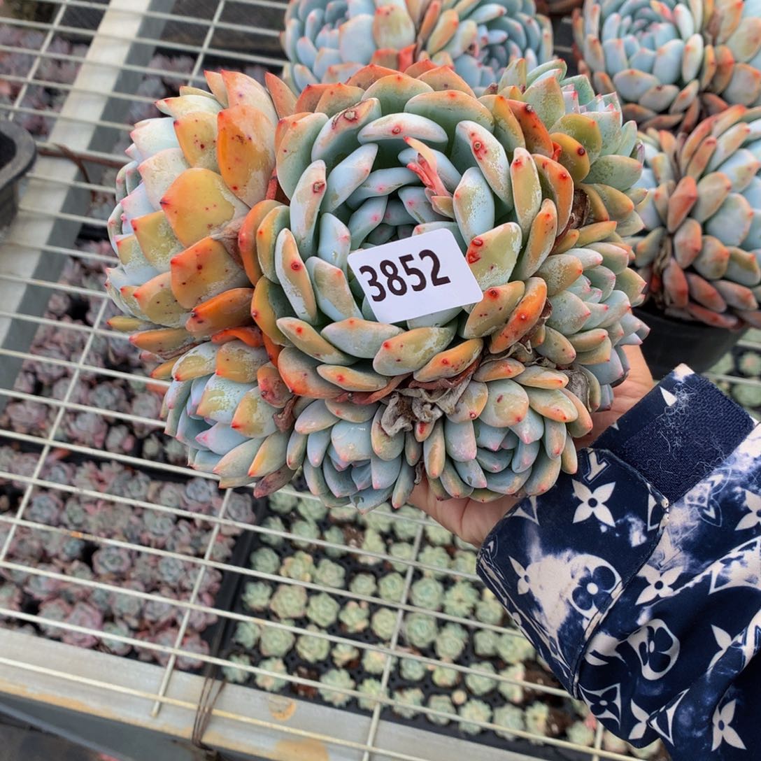 3852嗯嗯嗯我也会喜欢