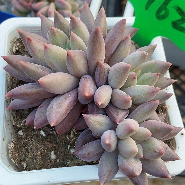 多肉植物红蜻蜓3162多肉