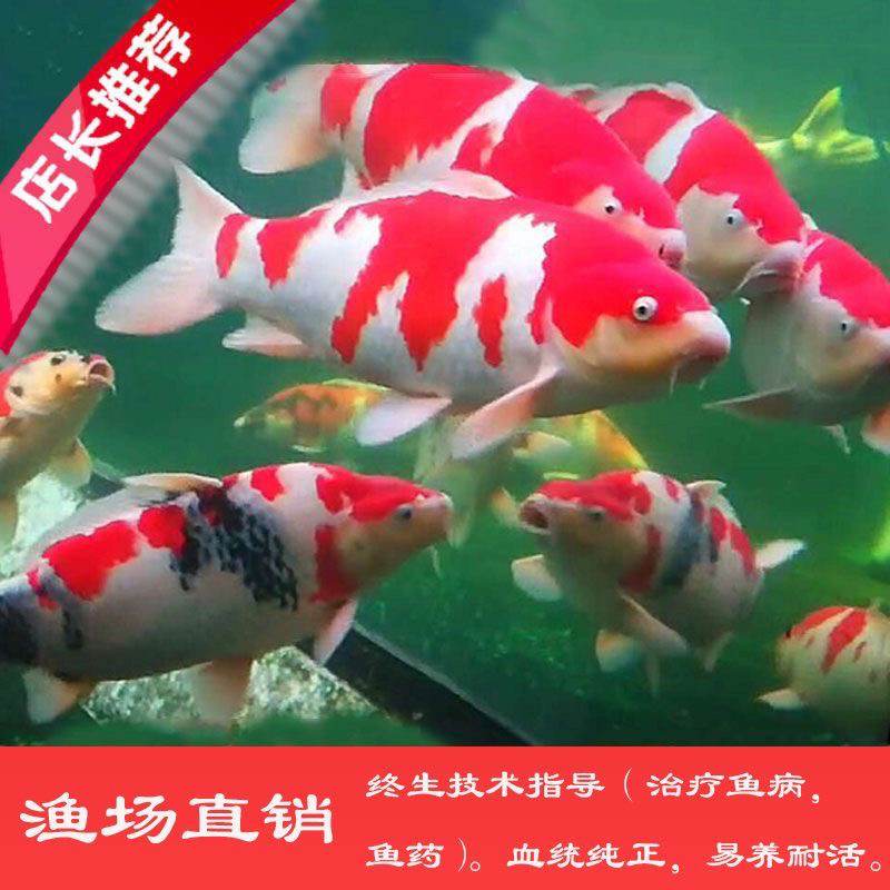 精品鱼纯种红白观赏鱼冷水鱼日本大正三色黄金锦鲤观赏鱼