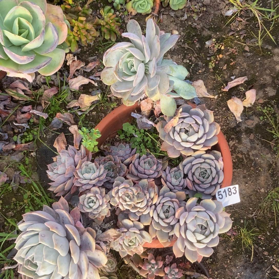 5183紫悦老桩一物一拍