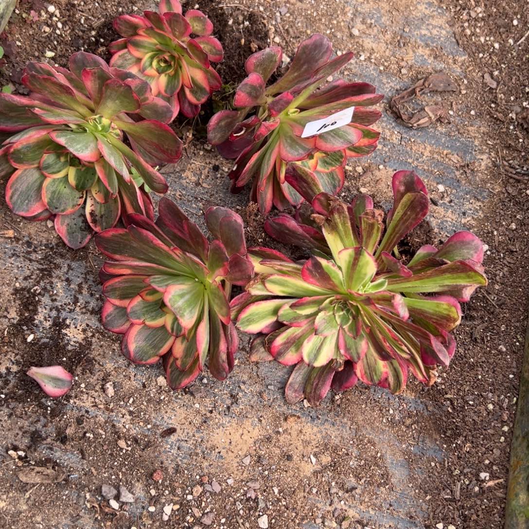 100一片纳福多肉嘻嘻嘻