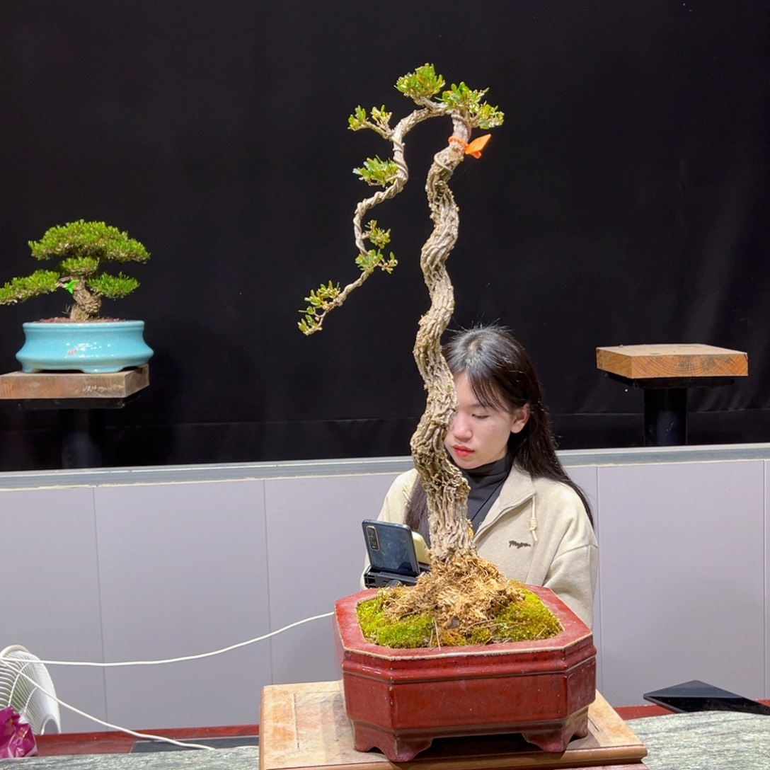 黄杨盆景老桩四季常青