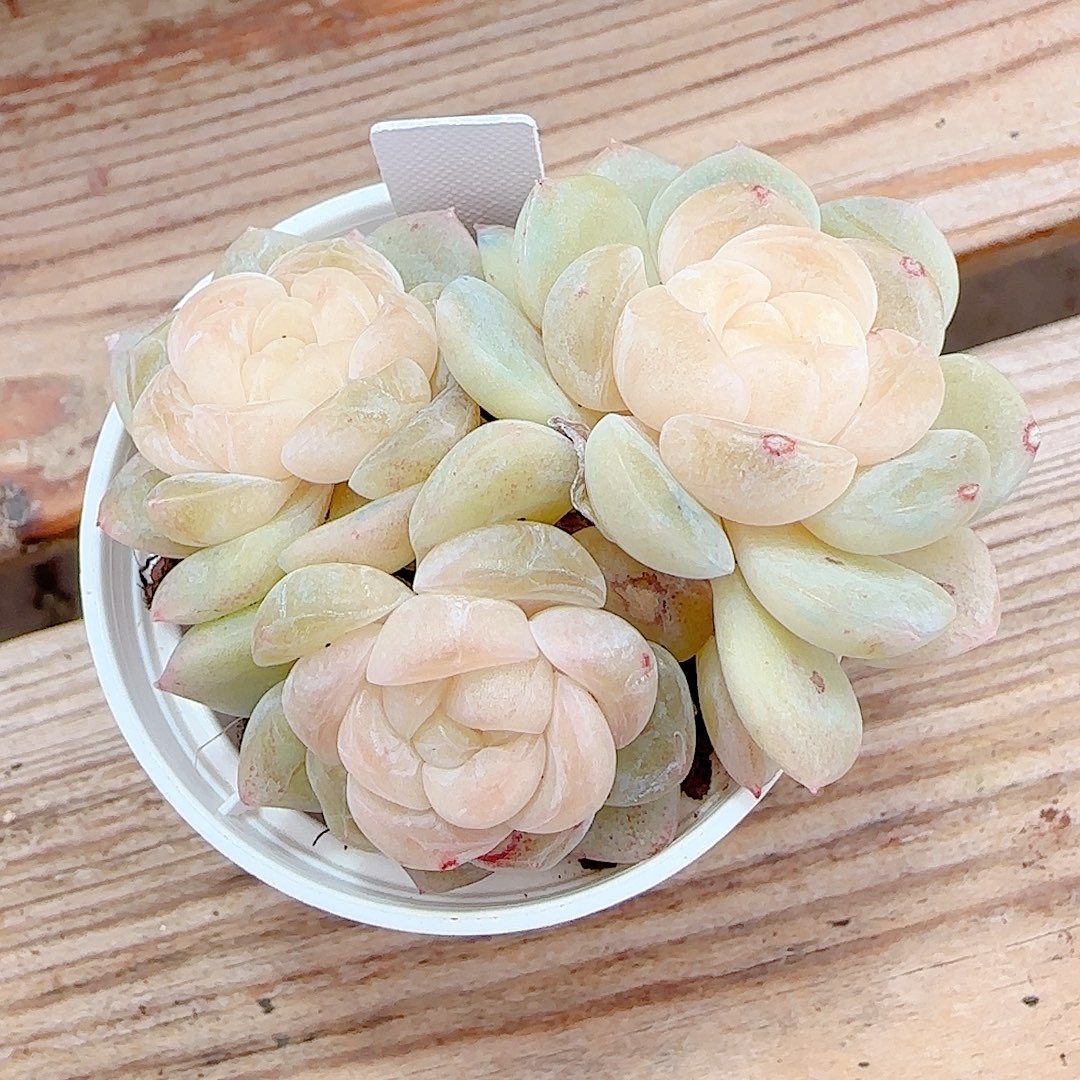 红***桃0103-109（冰心-28）优选