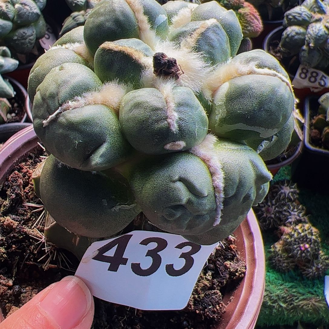 无花朵光面蛋尤球缺水433
