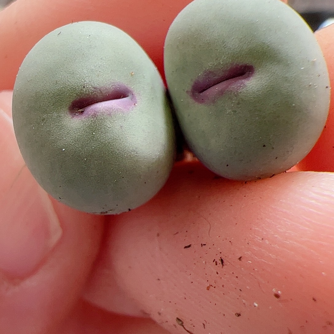 【闪购商品】252 红嘴