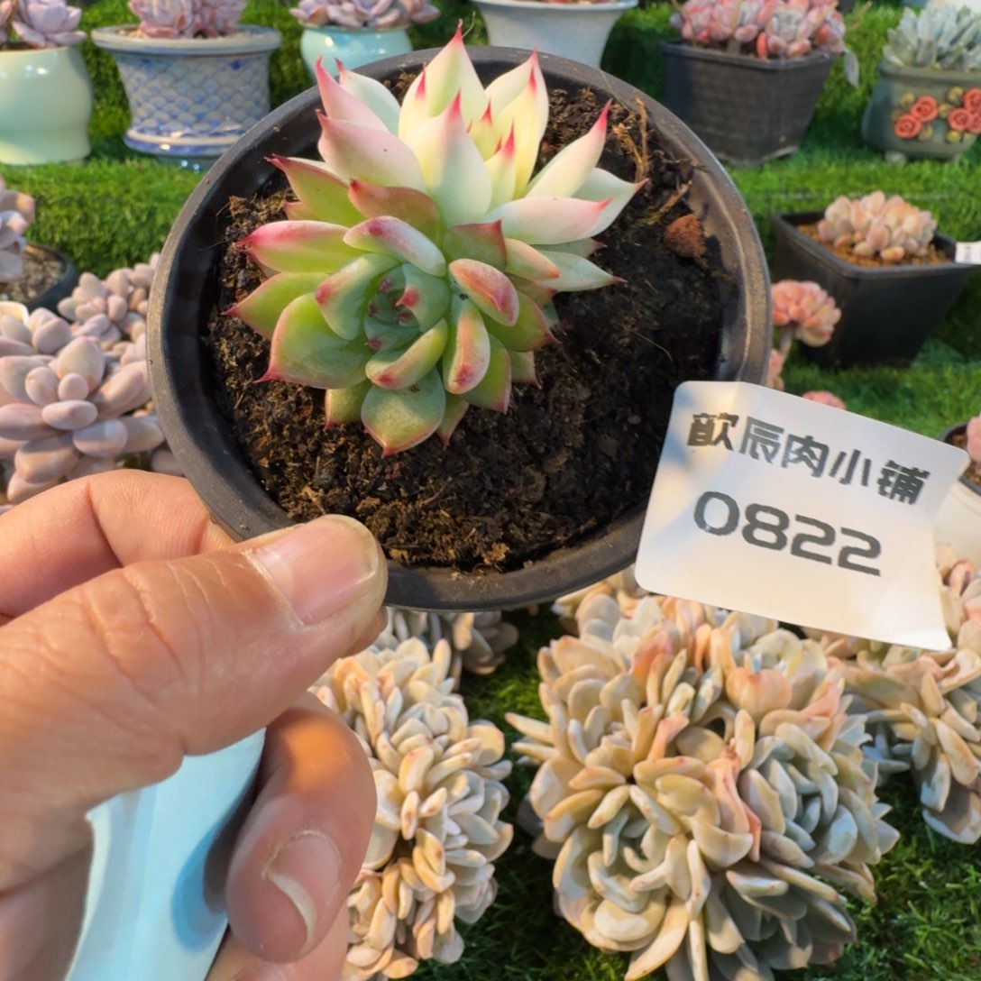哈***嘻多肉植物吉娃娃锦0822