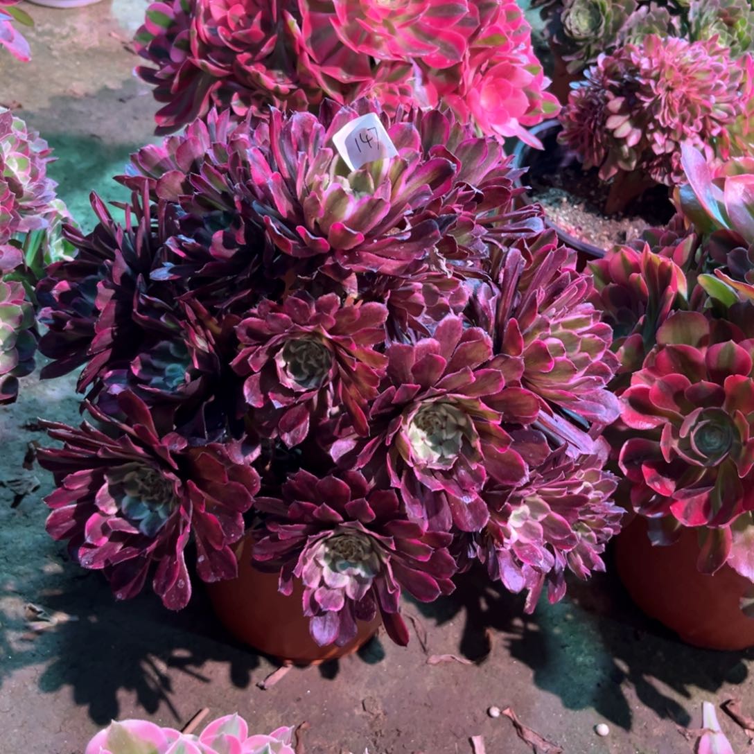多肉植物水墨画147