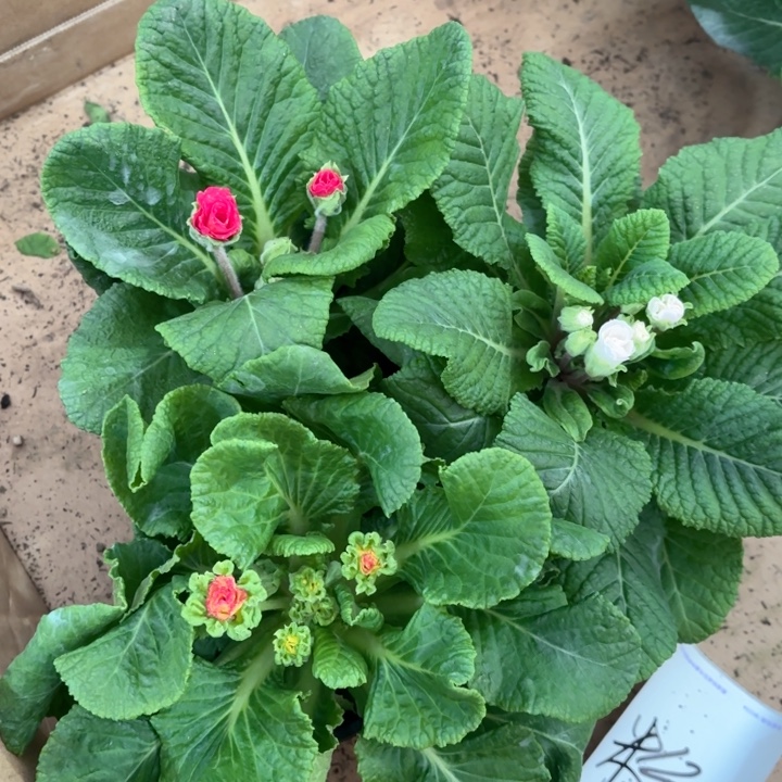 馨***月全部花苞玫瑰报春红+粉+橙