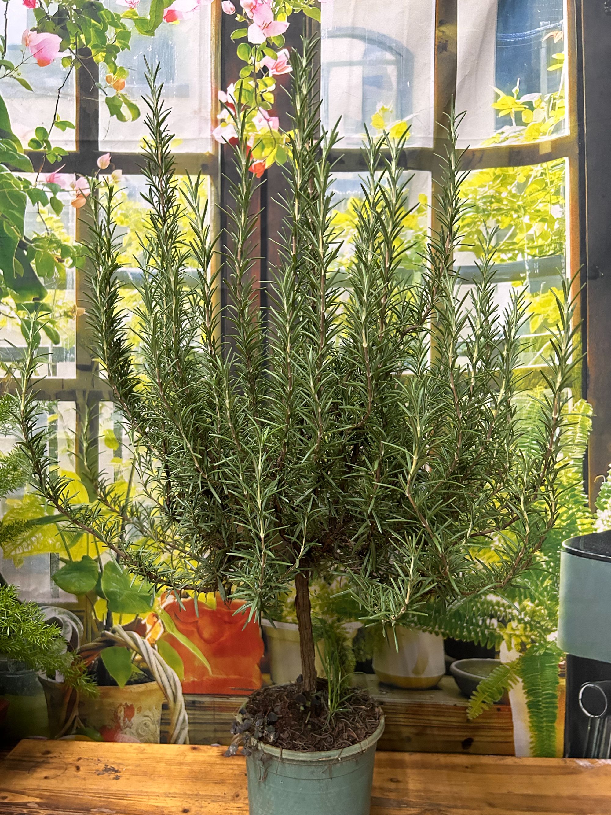 【迷迭香】盆栽室内驱蚊净化空气阳台绿植香草植物