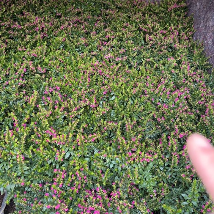全部花苞满天星白盆小辫