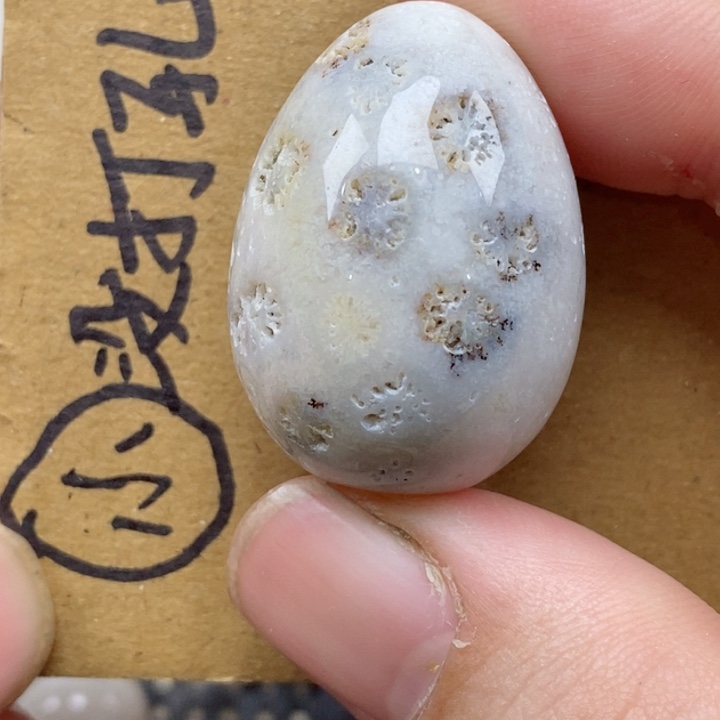 颈饰未镶嵌硅化珊瑚（珊瑚玉）有瑕