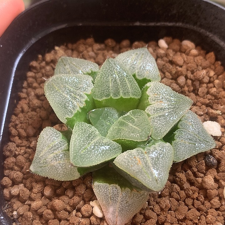 实生寿，一物一拍