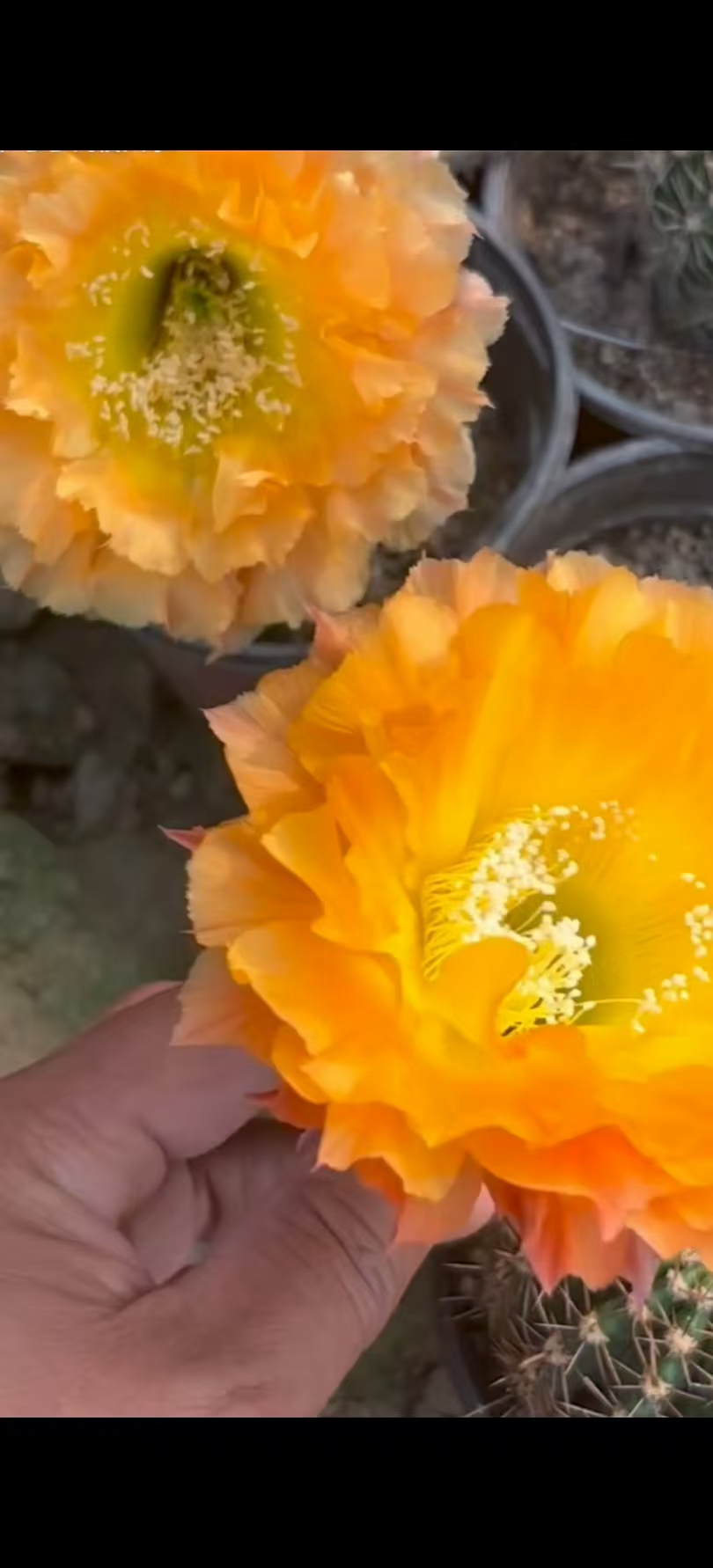自根069彩草尺寸以直播间为准环境不同开花不同介意勿拍