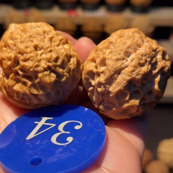 木质类粗筋舍利王38