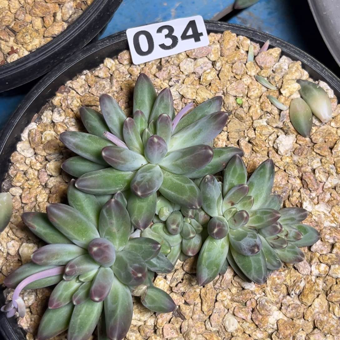 多肉植物伊卡鲁斯034