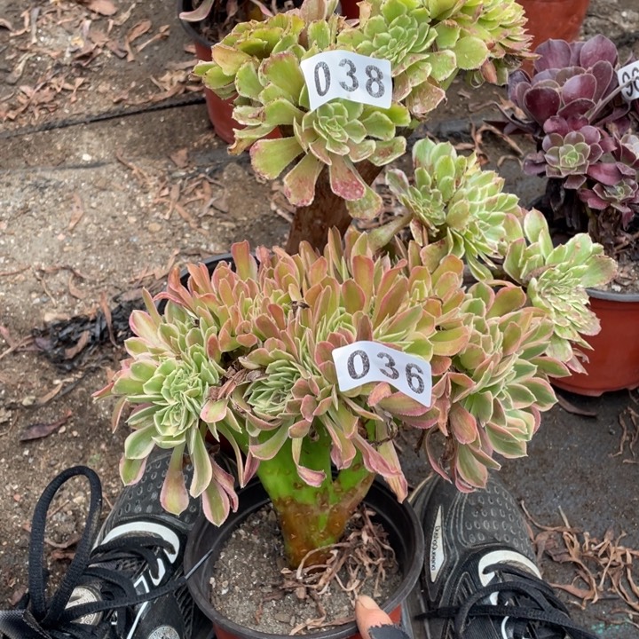 036，038号2颗缀化