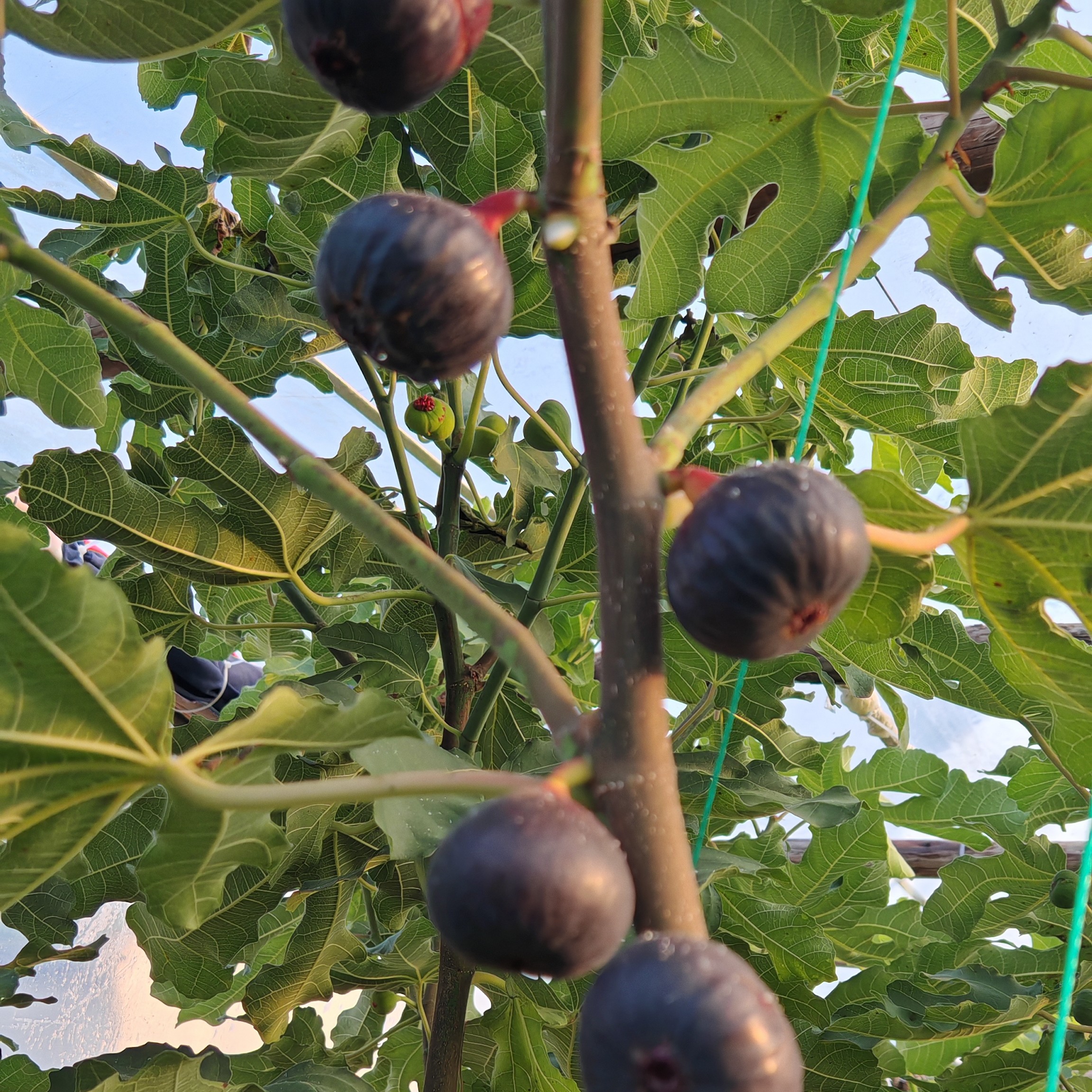 直播间、一物一拍链接、盆栽花园植物