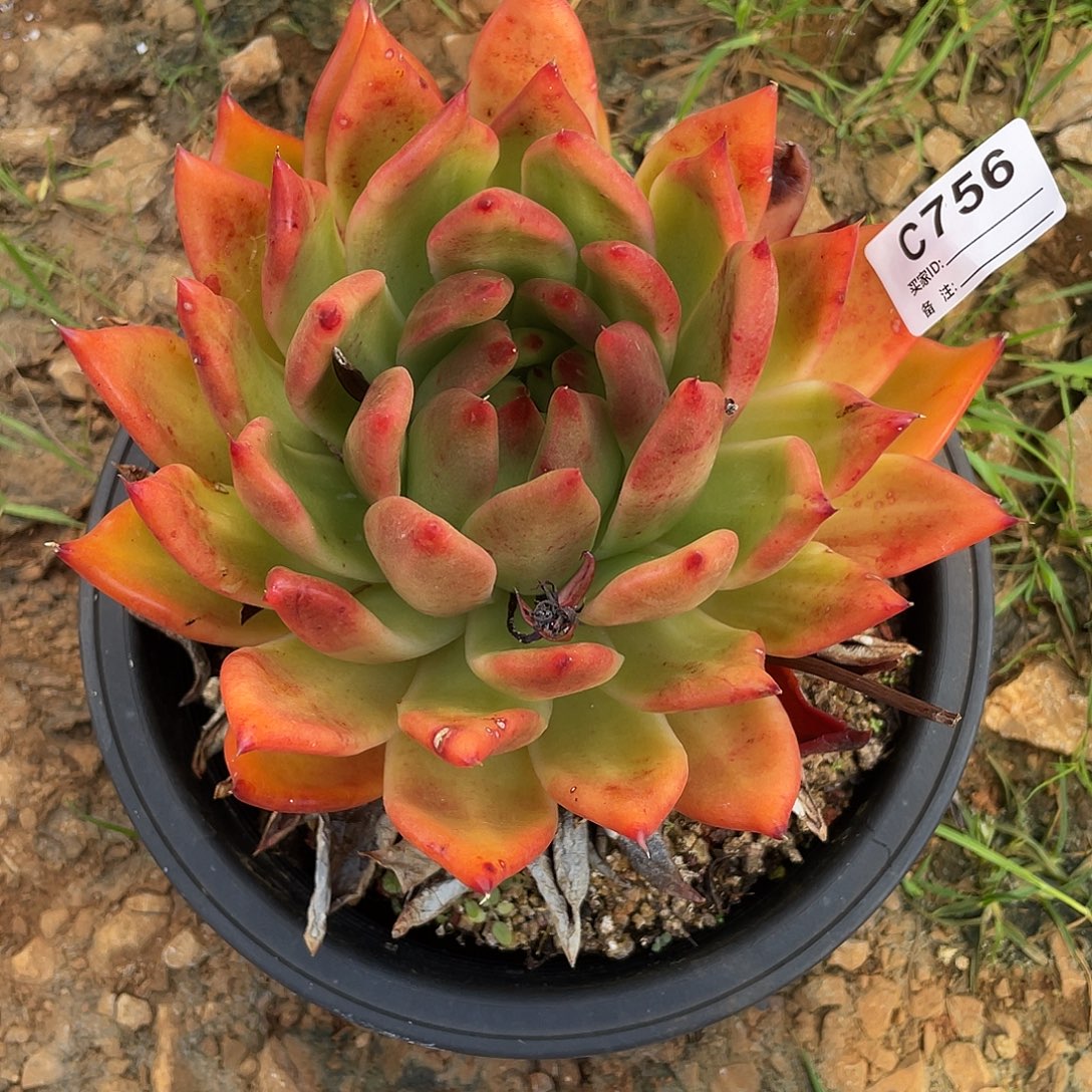 若如东云单拍C756