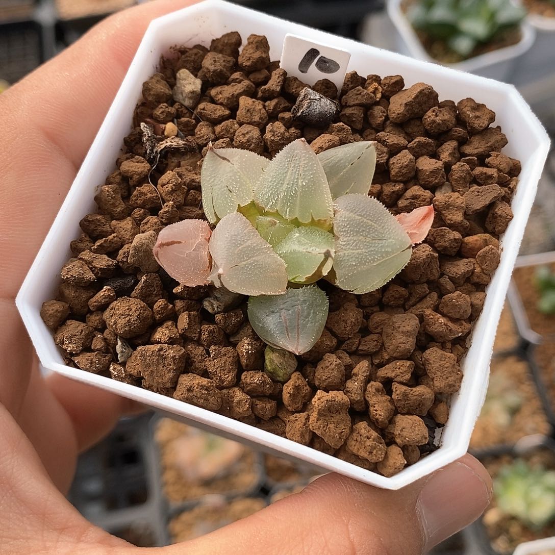 红陶10号冰玉鸾一物一拍