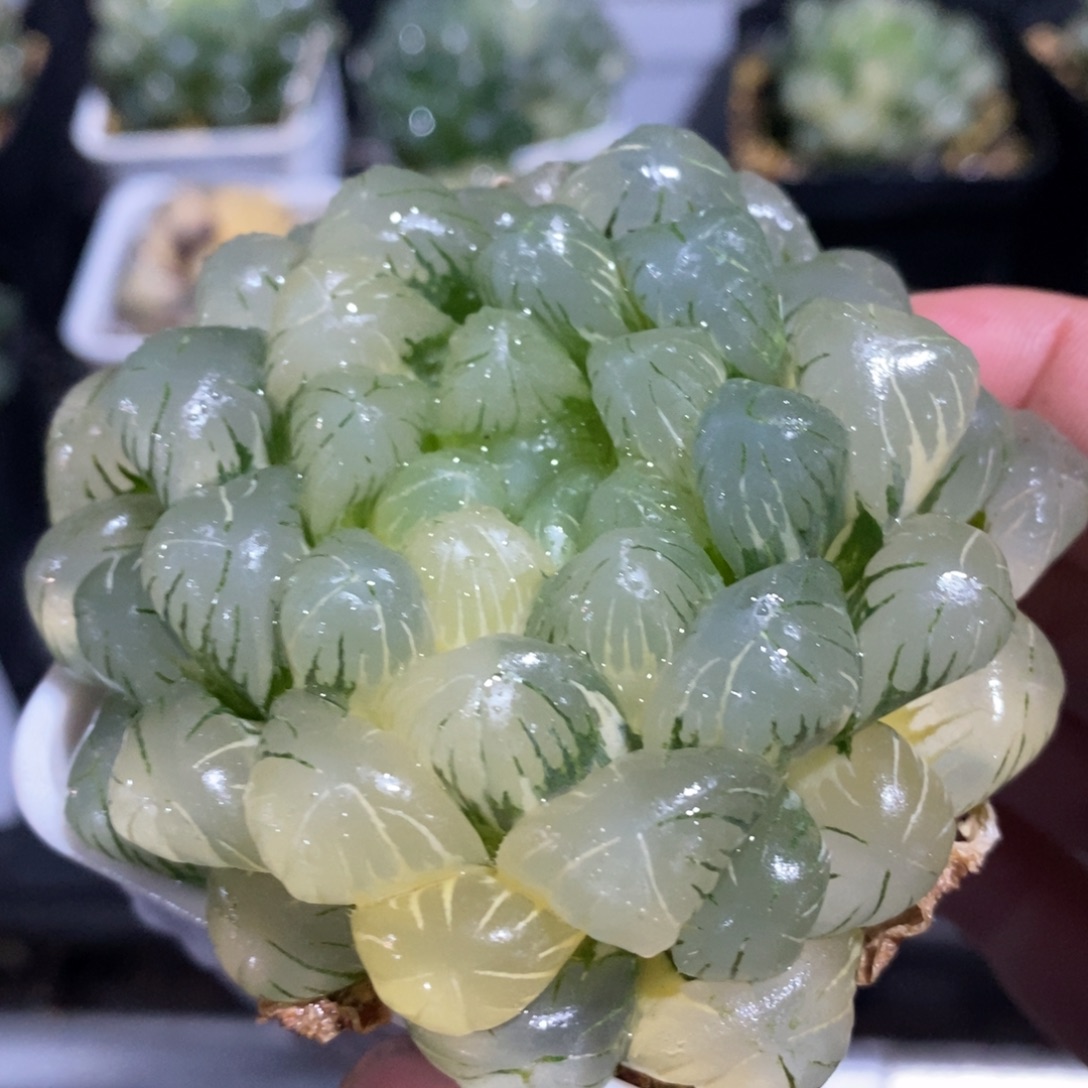 一颗湖水玉露锦 圣诞福利