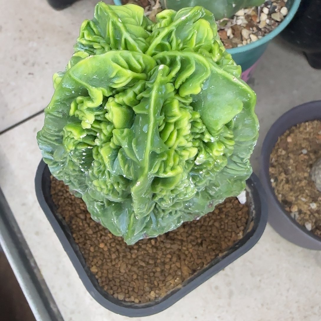 欢乐妹寄养开春发货001