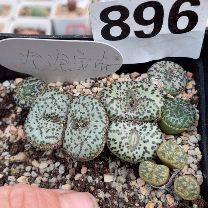 896泡泡点安贞脱土