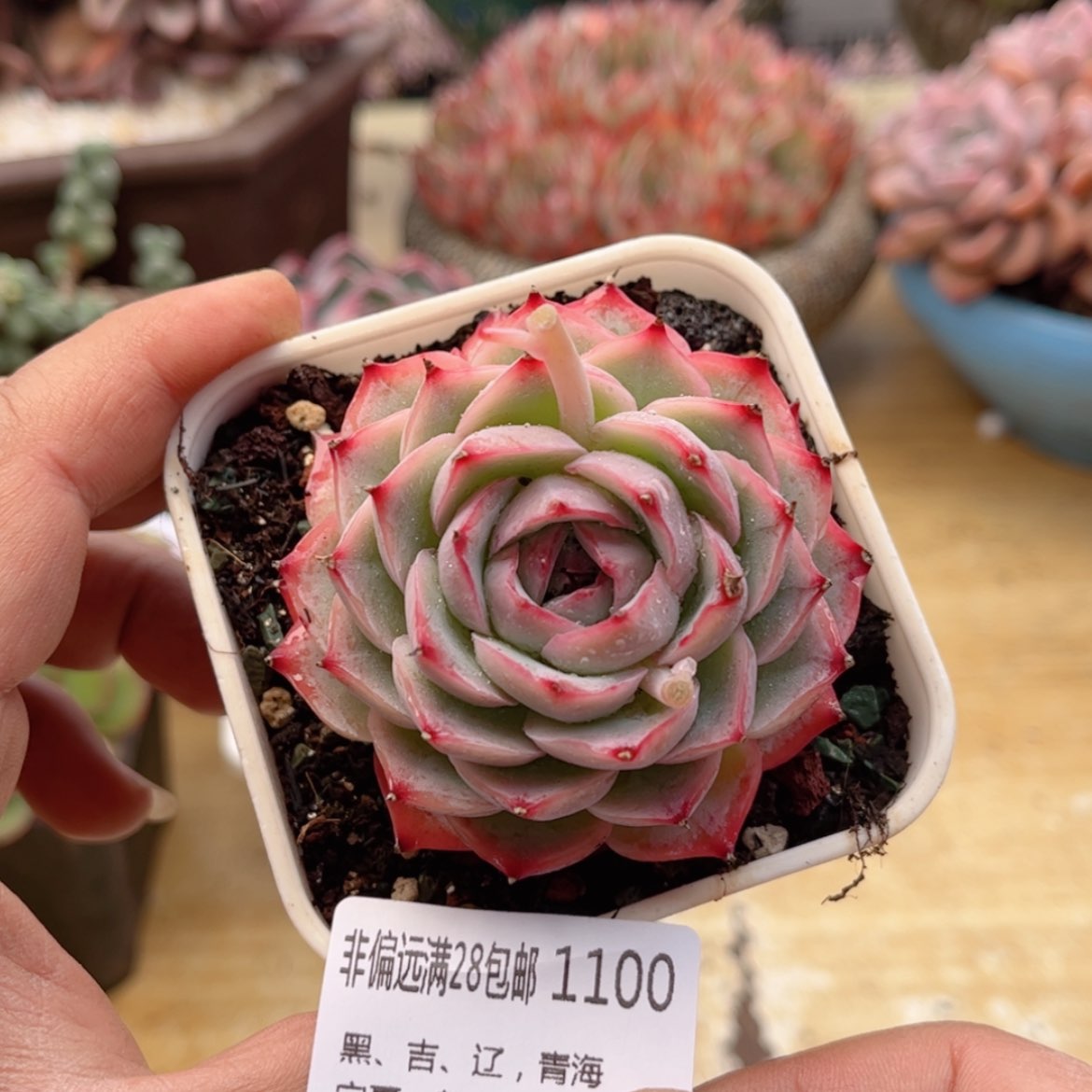 【闪购商品】110粉水晶多肉