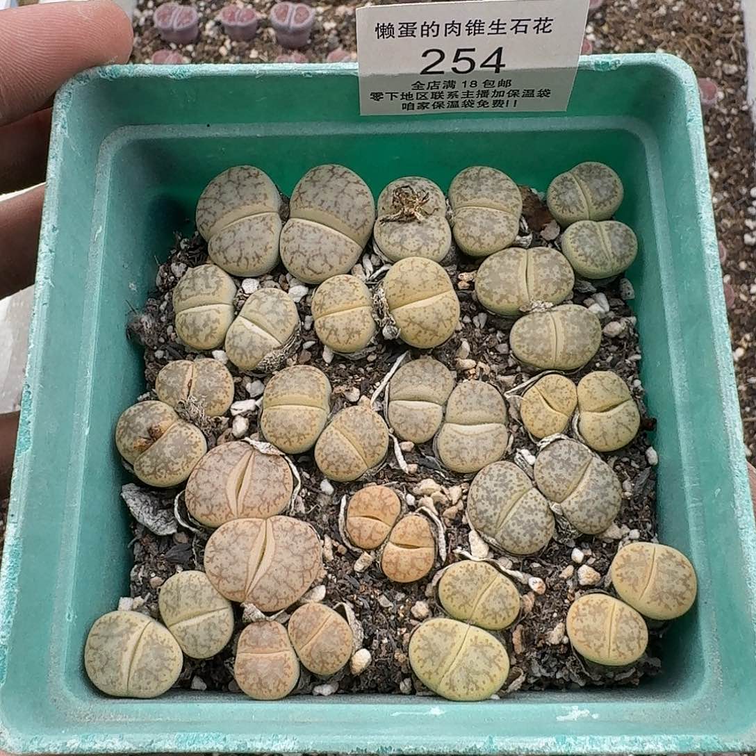 254哈哈哈哈哈哈哈哈哈哈