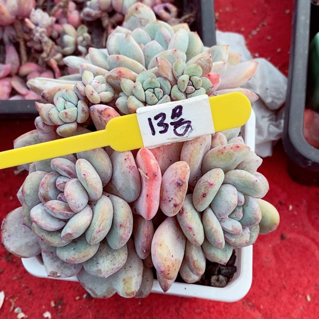 谁****堡13号的肉肉肉肉肉肉