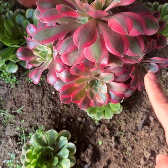 无花朵女妖57号不包断枝