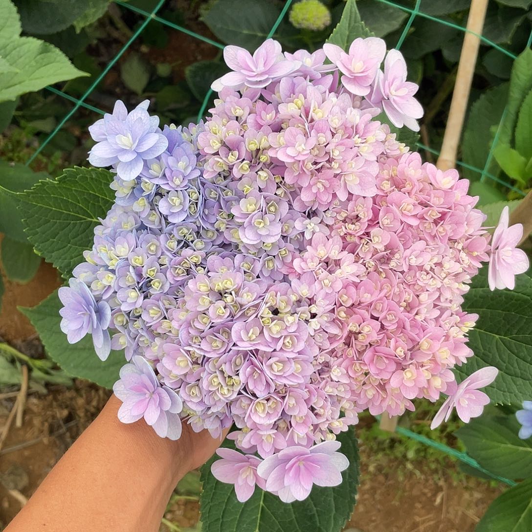 绣球切花一物一拍3枝起包邮，152