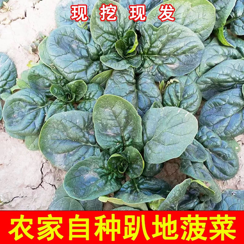 河南家乡蔬菜拼装（3斤红根菠菜+2斤红根蒜苗）净重5斤装