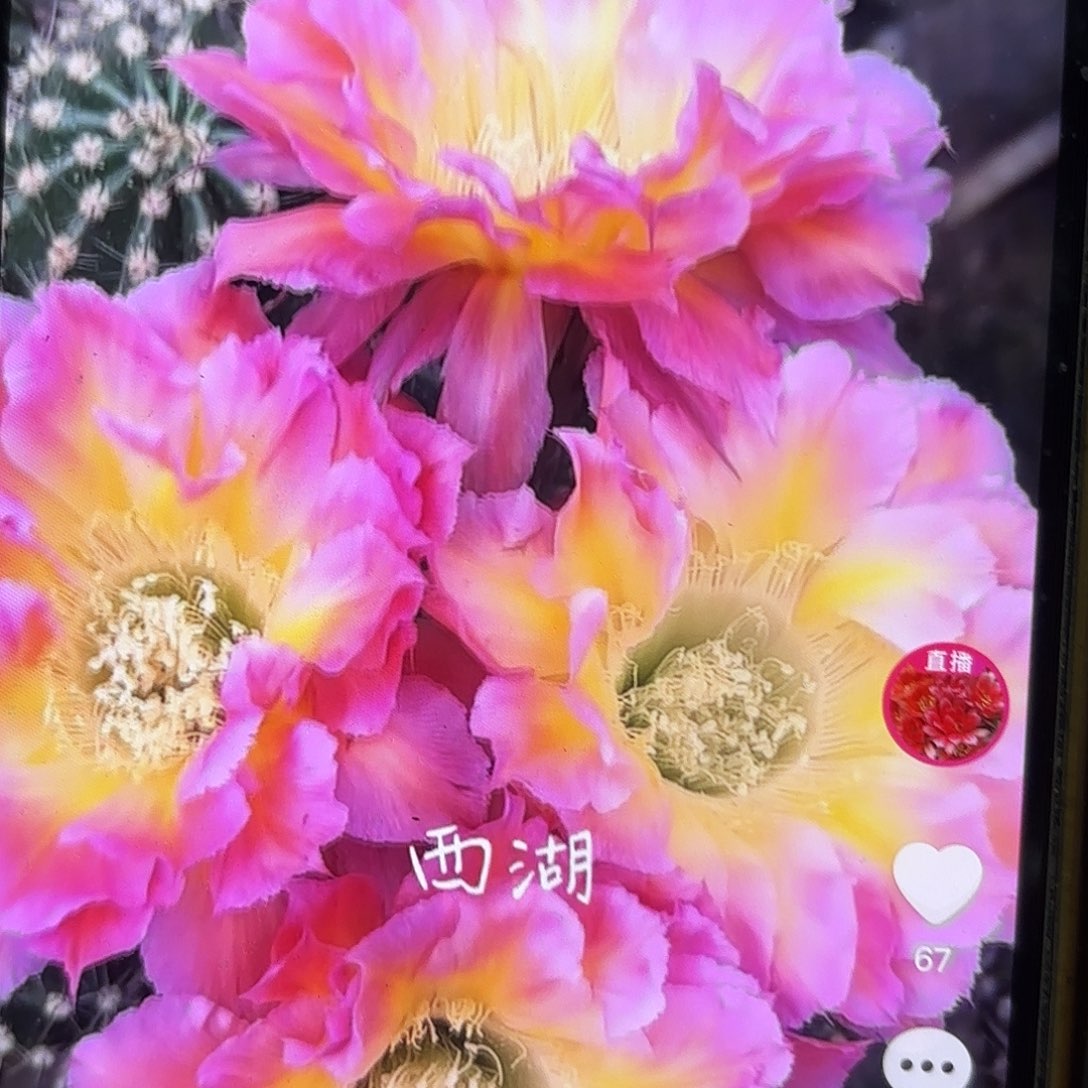 千金宝彩侧牙20包邮2